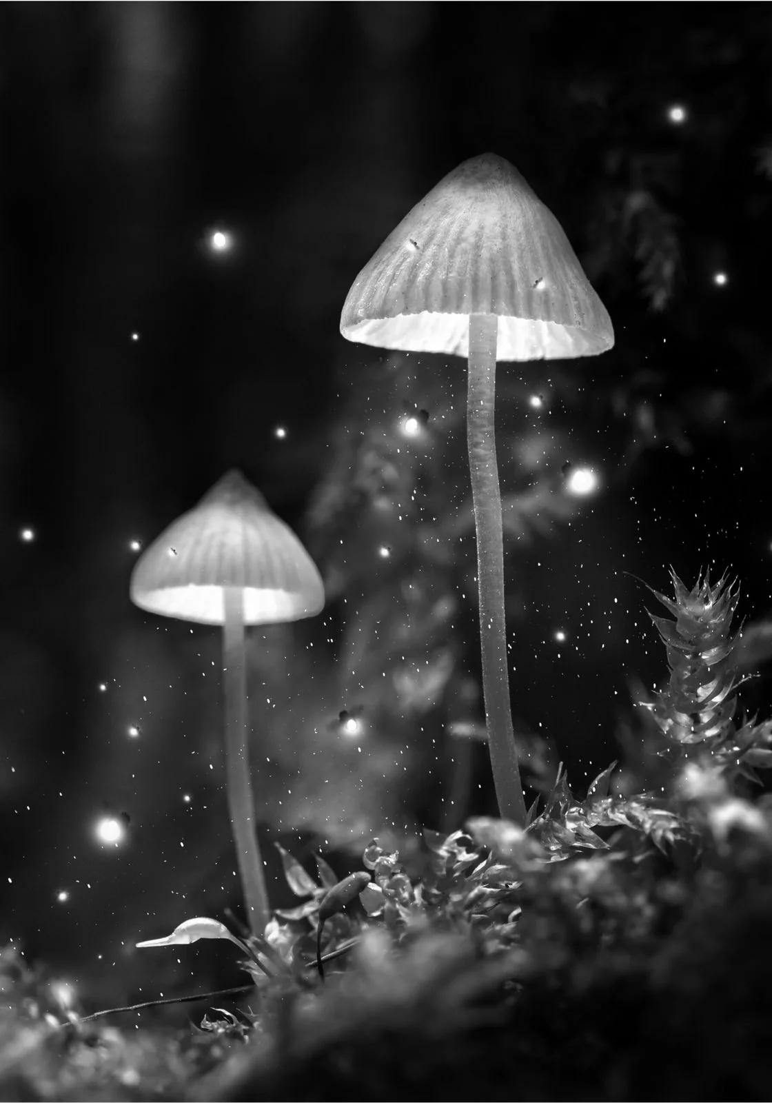 LE SONGE D&rsquo;UNE NUIT D&rsquo;ÉTÉ